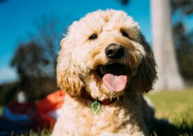 The Best Enrichment Games To Challenge Your Golden Doodle